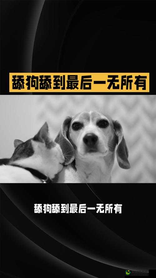 啊～你 TM 别舔了安全：舔狗舔到最后一无所有