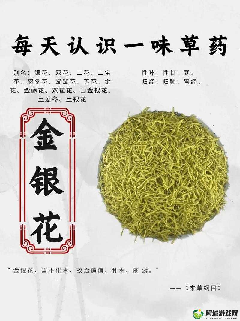 双管齐下金银花：功效与作用介绍