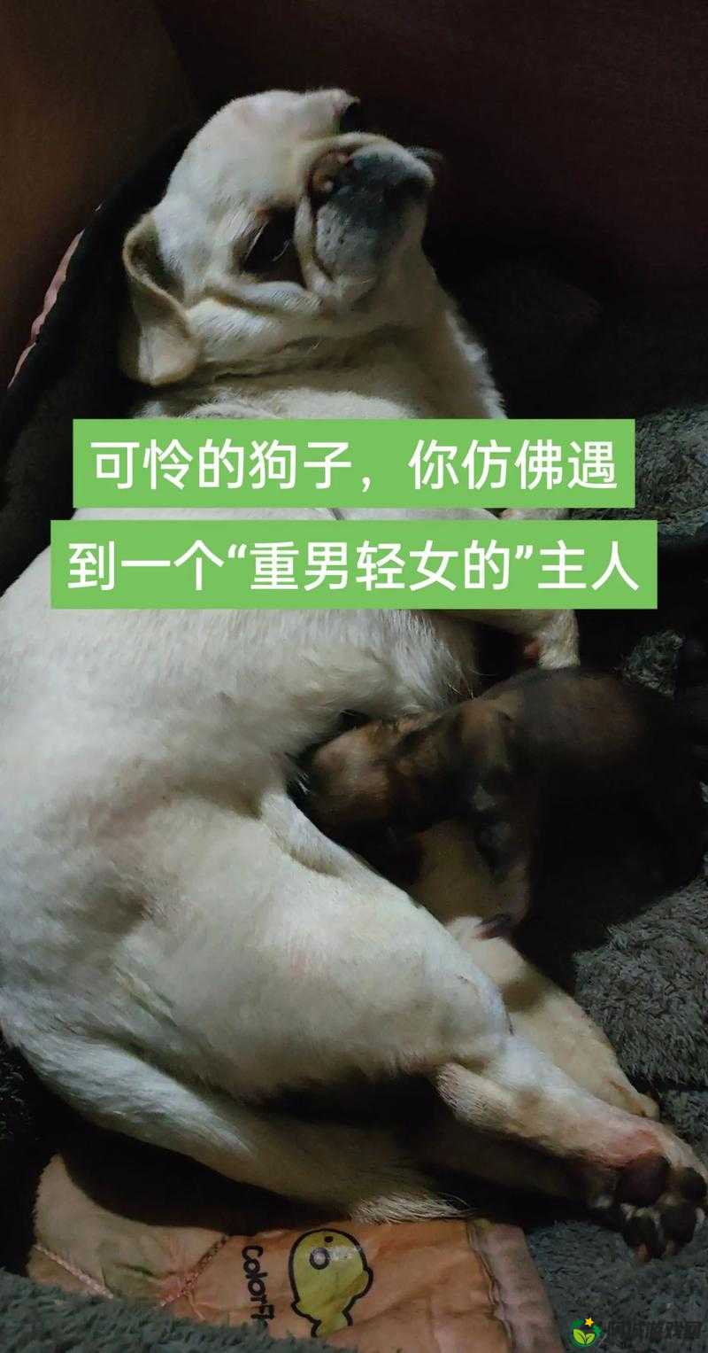 我的狗老公拉婆婆一起：这是什么情况